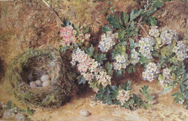 William Henry Hunt,OWS Chaffinch Nest and  May Blossom (mk46)